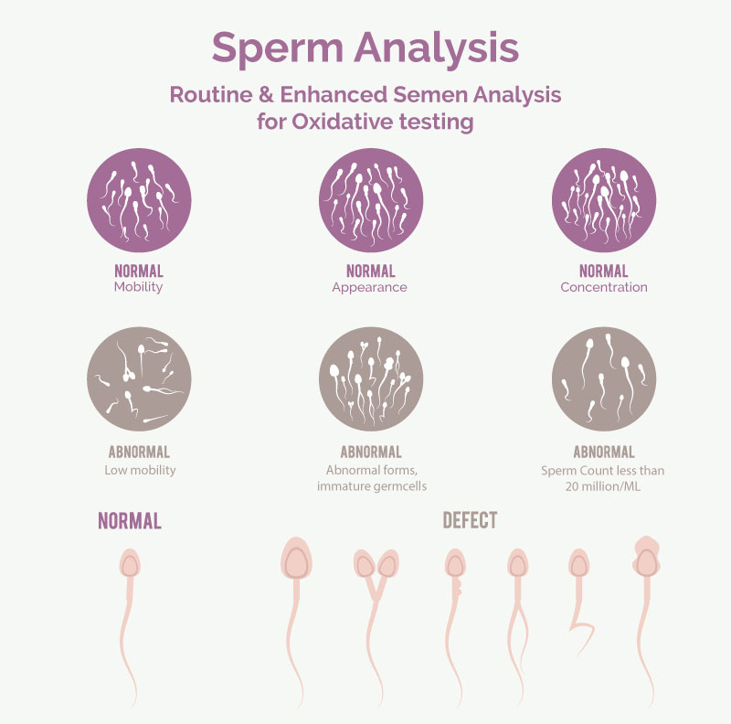 Download PPT for Spermatogenesis and Semen Analysis: A Comprehensive ...